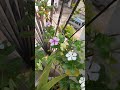 vinca or sadabahar vinca sadabahar garden terracegarden shorts reels plants