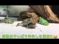 カエル懐っこいコミュ力アマガエル🍵 tree frog with high communicative competence