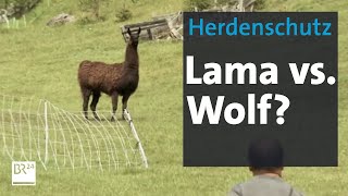 Angst vorm Wolf? Wanderhirte schützt seine Herde mit Lamas und Hunden | Abendschau | BR24