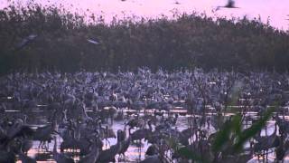 Common Crane - Grus grus