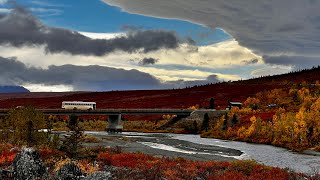 育空北极阿拉斯加万里行D14: 令人震撼的Denali National Park #alaska #denali