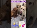 malik rocked😎dogi shocked😲🤣😜 dogshort doglover funnyshort petflix comedy short ytshort