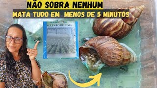 🔴VEJA NA PRÁTICA COMO EXTERMINAR OS MICRO CARAMUJOS🔥SEM MATAR SUAS ORQUIDEAS ❗️