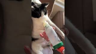 How to Use the Aerokat Feline Asthma Inhaler! #shorts