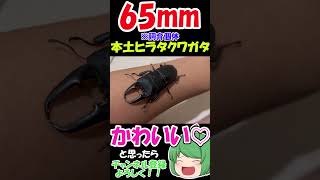 ６５ｍｍヒラタクワガタ羽化！！！【ぬらりざわ】【昆虫】【クワガタ】