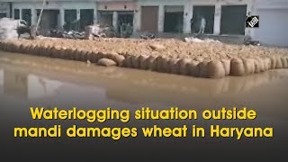 Waterlogging situation outside mandi damages wheat in Haryana