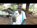 மாடு மடி வீக்கம் குறைய எளிய நாட்டு மருந்து maadu madi veekam tamil .