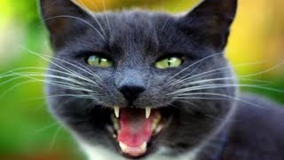 Billi Ki Awaaz Meow Meow | Cat Sound | Cat Voice Video