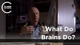 Joseph LeDoux - What Do Brains Do?