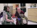 manual bladder expression veterinary medicine