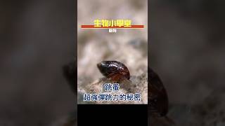 跳蚤超強彈跳力的秘密｜生物小學堂｜動物