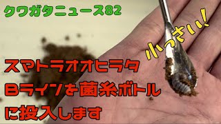 クワガタニュース82〜スマトラオオヒラタＢラインを菌糸ボトルに投入します【Dorcus (Serrognathus) titanus】