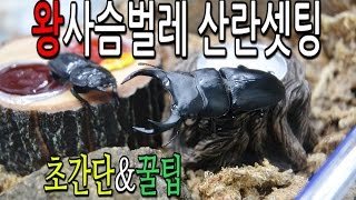 추천하는 왕사슴벌레 산란셋팅방법!!!