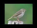 ビンズイ（4）知床 olive backed pipit wild bird 野鳥 動画図鑑