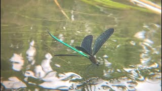 Atrocalopteryx atrata male (Saitama Pref, Japan) July 22, 2022 - Shigu Scott シグ・スコット