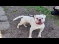 before you buy a dog american bulldog 7 facts to consider dogcasttv