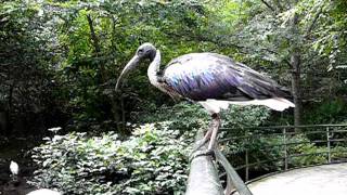 手すりを渡るムギワラトキ。Straw-necked Ibis across the railing.