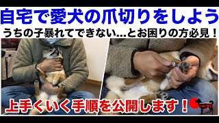 自宅で爪切りをする為の手順　PSDドッグサポートセンター　いぬプロ　inupro　犬の教育　しつけ　パピートレーニング　体のケア