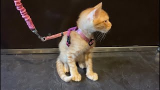 初めてのハーネス【子猫】【茶トラ】/ kitten’s first harness