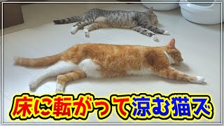 暑い日は仲良く床に転がって涼む猫ズが可愛すぎた！