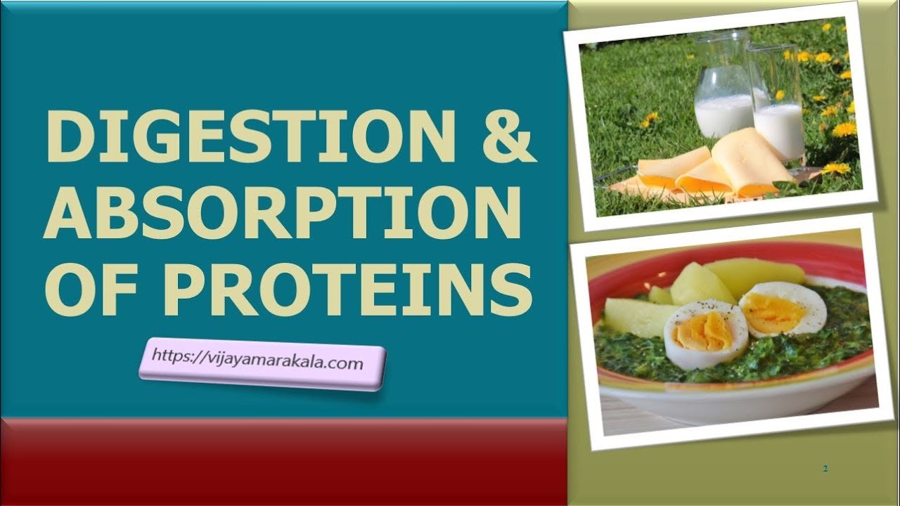 Digestion And Absorption Of Proteins: Biochemistry - YouTube