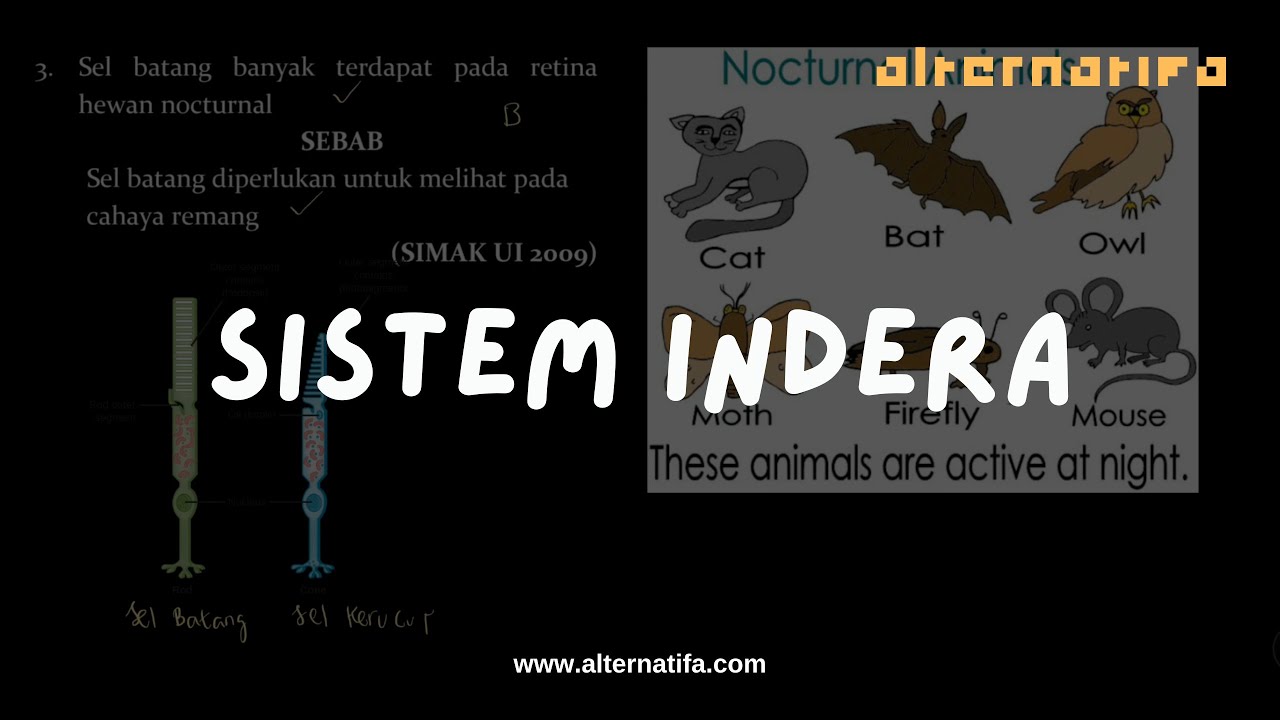 Sistem Indera: Pembahasan Soal | Biologi | Alternatifa - YouTube