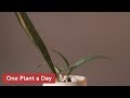 Oeceoclades sp. (O decaryana x O maculata) Houseplant Care — 175 of 365