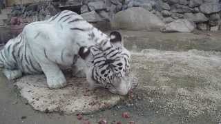 東武動物公園 ホワイトタイガーのお食事？Meals White Tiger