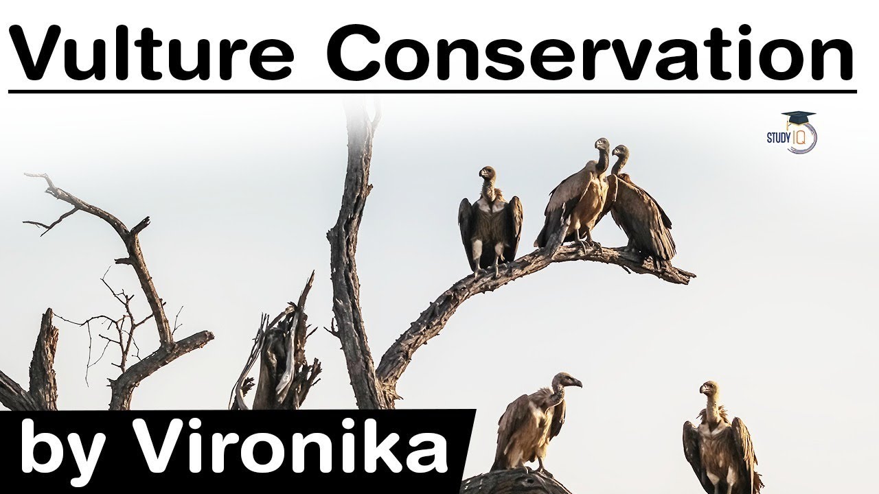 Vulture Conservation In India - Causes And Consequences Of Decline In ...