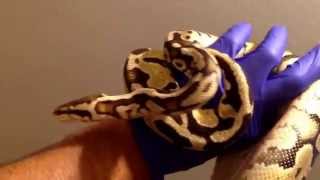 2015 Ball Python Collection plus the new hatchlings