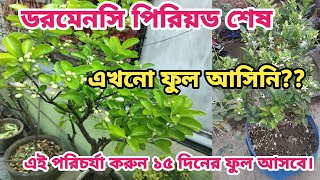 জানুয়ারি মাসেও লেবু গাছে ফুল আসিনি? কিভাবে ফুল আনবেন।