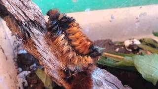 Banded Wooly Bear Caterpillar Sheds!