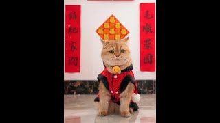 全体铲屎官都有了，携自家小猫咪，祝抖音里的小叔叔，小姨姨们兔年大吉，发发发#祝愿刷到视频的朋友都能发大财 #可爱到爆炸💥 #兔年吉祥