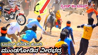 ಮುಂಡುಗೋಡಿನ ವೀರಭದ್ರ ಹೋರಿ ಹಬ್ಬ || ಚಂದಾಪುರ ಹಬ್ಬದಲ್ಲಿ ಬಂಪರ್ #horihabba #jallikattu