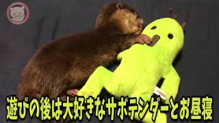 【コツメカワウソ】大好きなサボテンダーとお昼寝【しゃもじ君】A stuffed toy and the otter which take a nap