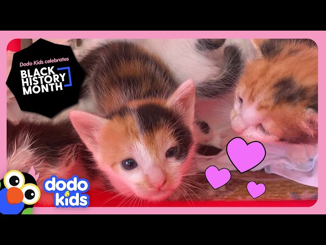 Hero Rescues Six Stray Kittens From Her Own Car Rescued Dodo Kids