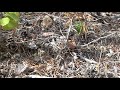 viper vipera berus near bodbyn sweden