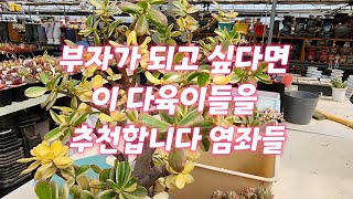 부자되고 싶다면 꼭 키워야 하는 다육이 염좌 8종 판매합니다 - 경산다육 succulent farm #다육 #식물 #화초