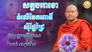 សត្វបរោខោ ទំលើមែកពោធិ៍ ស៊ីផ្លែជ្រៃ  សម្តែងដោយព្រះអង្គគ្រូ ព្រះបញ្ញាមុនីញាណ ហាក់ សៀងហៃ