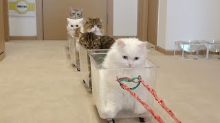 귀여운 고양이 기차가 출발합니다!
