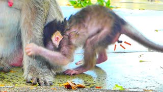 🔴LIVE: Chubby Baby Newborn Cute Trying to Getting Milk From Old Mother...!!