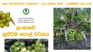 ශ්‍රී ලංකාවේ නො. 01 පොල් ප්‍රභේදය | Sri Lanka's No. 01 Coconut Variety