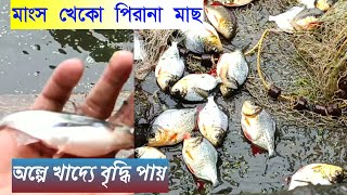 মাংস খেকো পিরহানা মাছ চাষ।Meat-eating piranha fishing.#fish