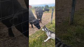 My Husky runs into some cows! 😳🐮 #shorts #shortsvideo #husky #siberianhusky #cows #funnydog