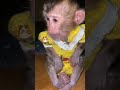 valii so cute monkey monkeymonny funny cute