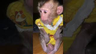 Valii so cute #monkey #monkeymonny #funny #cute