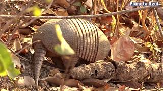 wild armadillo