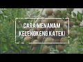 Cara Menanam Kelengkeng Kateki