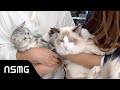 [BTS] Falling Into Your Smile 你微笑时很美 | Furry Friends Special ft Da Bing 大饼, Xiao Cong 小葱, Ah Mao 阿毛🐾