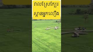 វាលស្រែក្បែរស្ពានអ្នកលឿង #shorts